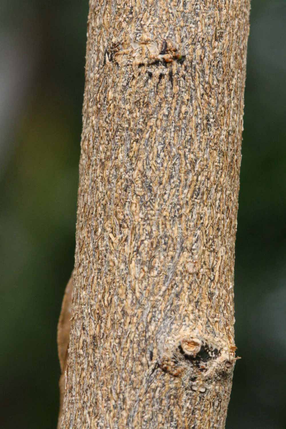              Bark (Riverside, CA)       